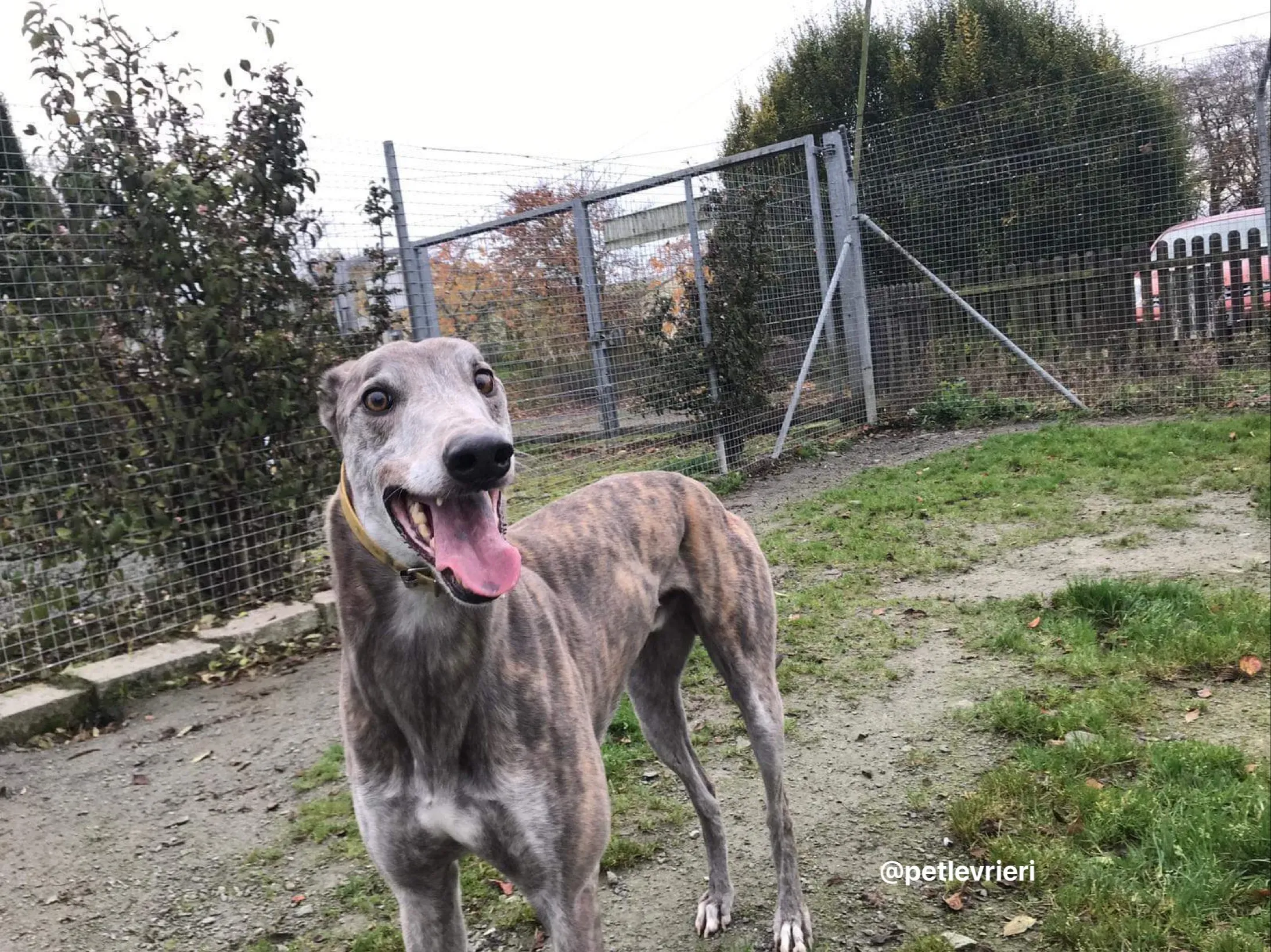 max adozione greyhound per levrieri 4