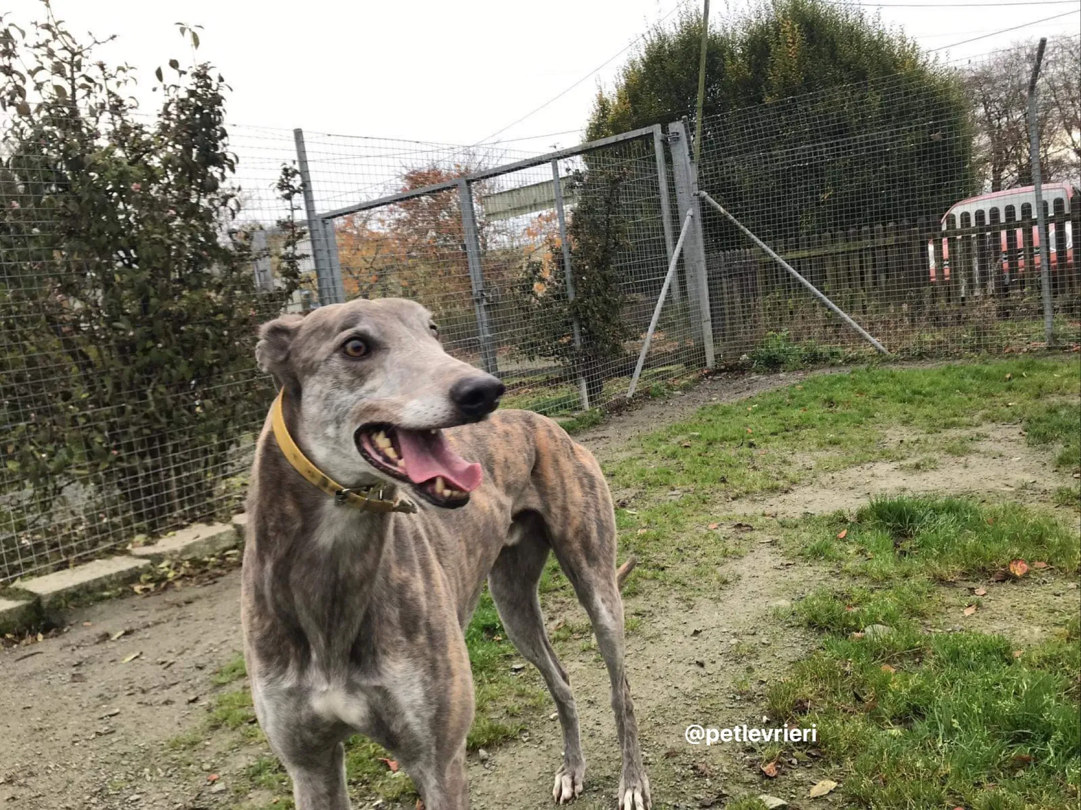 max adozione greyhound per levrieri 5