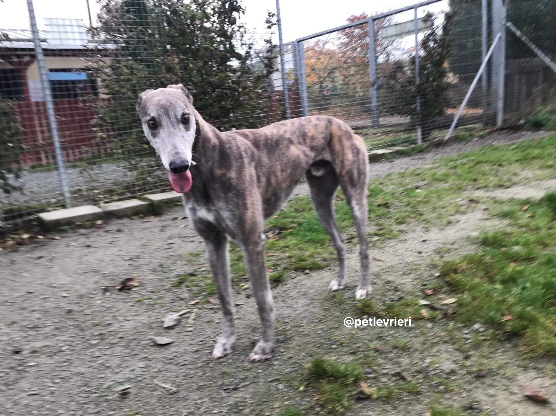 max adozione greyhound per levrieri 6