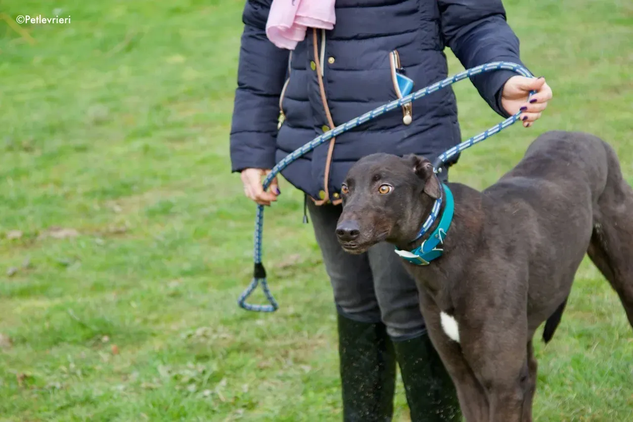 maxi adozione levrieri greyhound 1 1