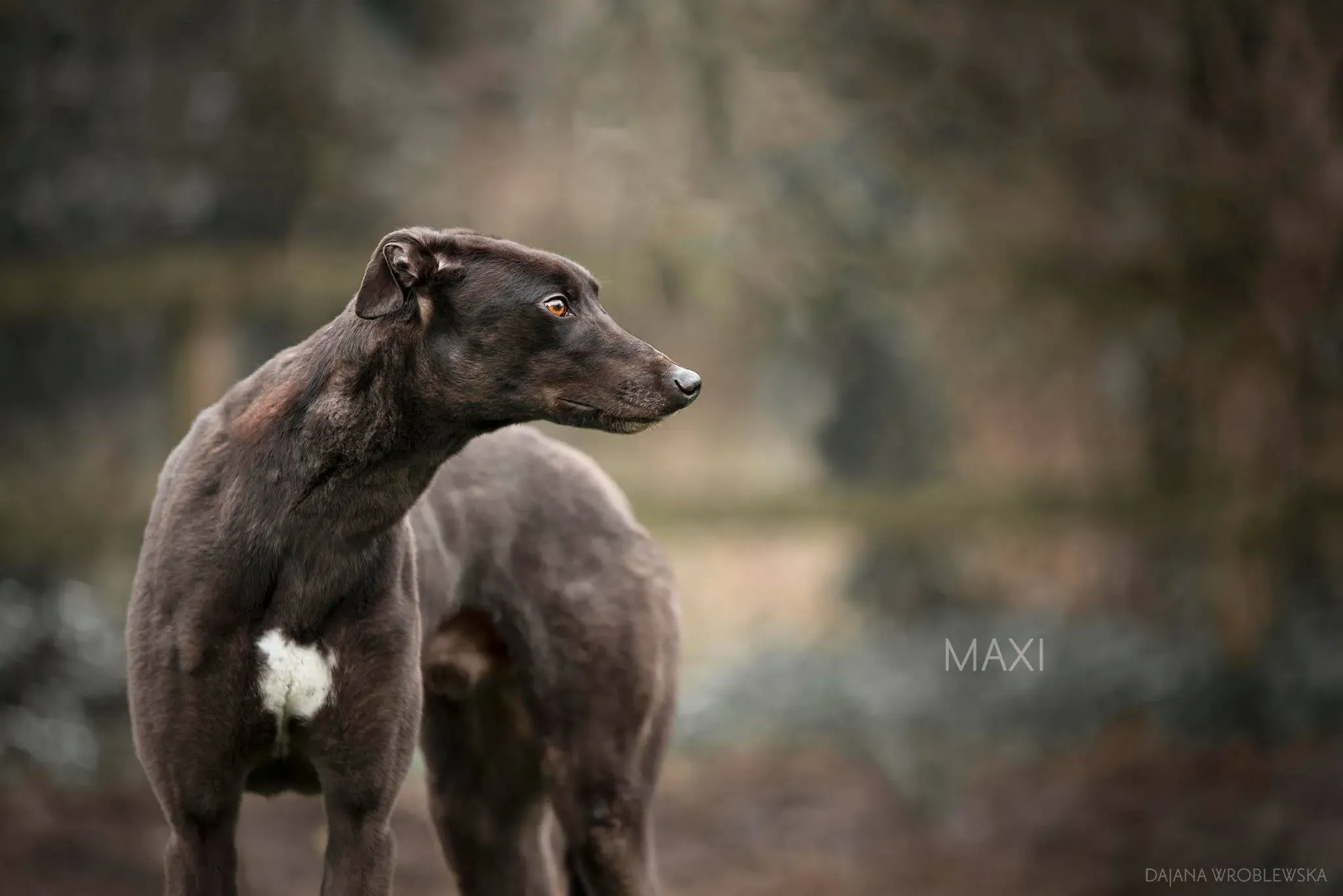 maxi adozione levrieri greyhound 1 2