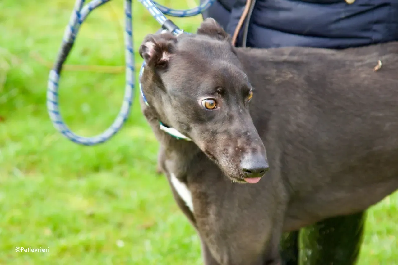 maxi adozione levrieri greyhound 10 1