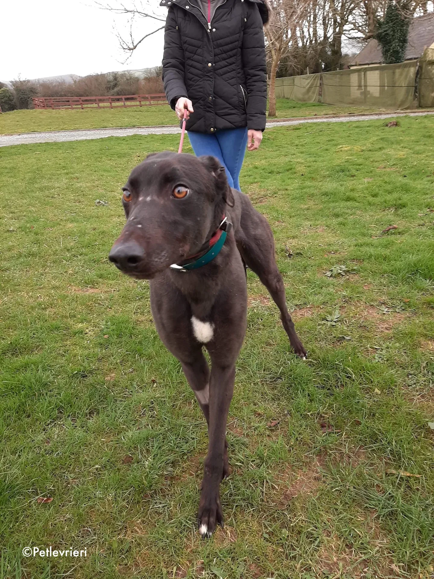 maxi adozione levrieri greyhound 10