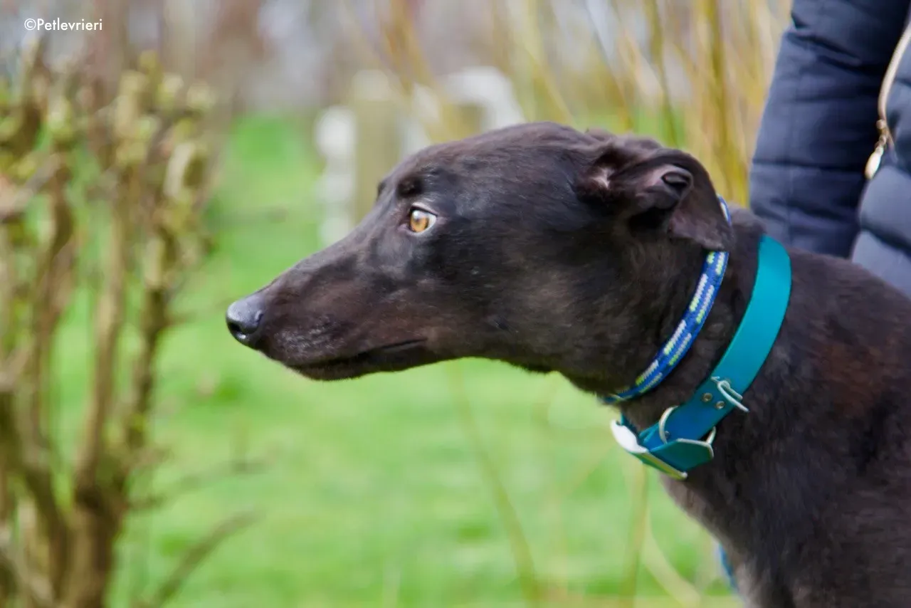 maxi adozione levrieri greyhound 2 1