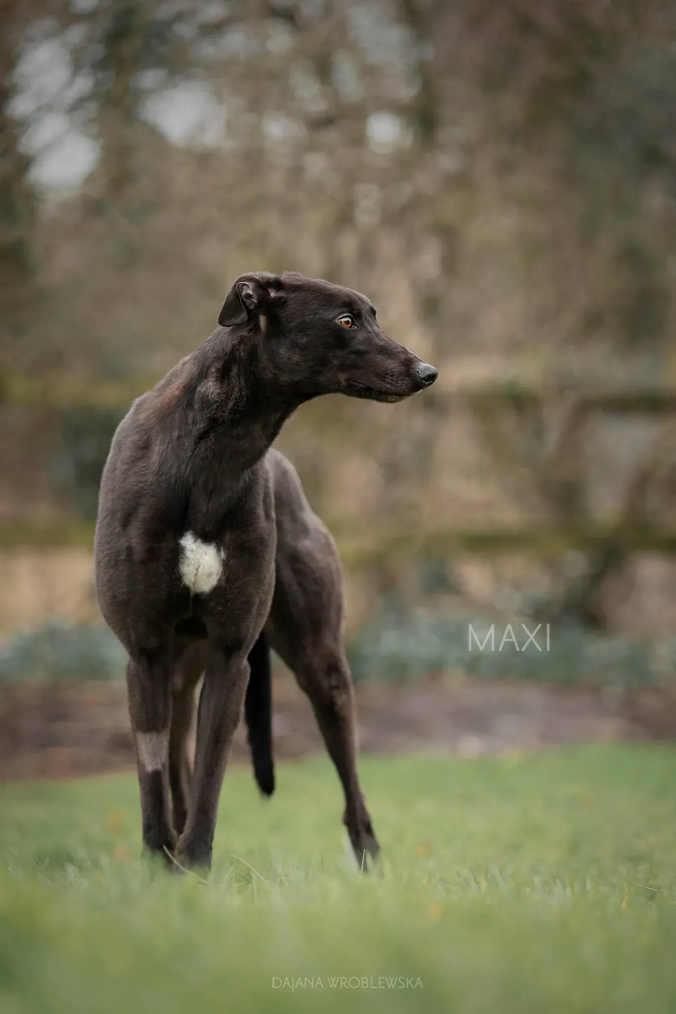 maxi adozione levrieri greyhound 2 2