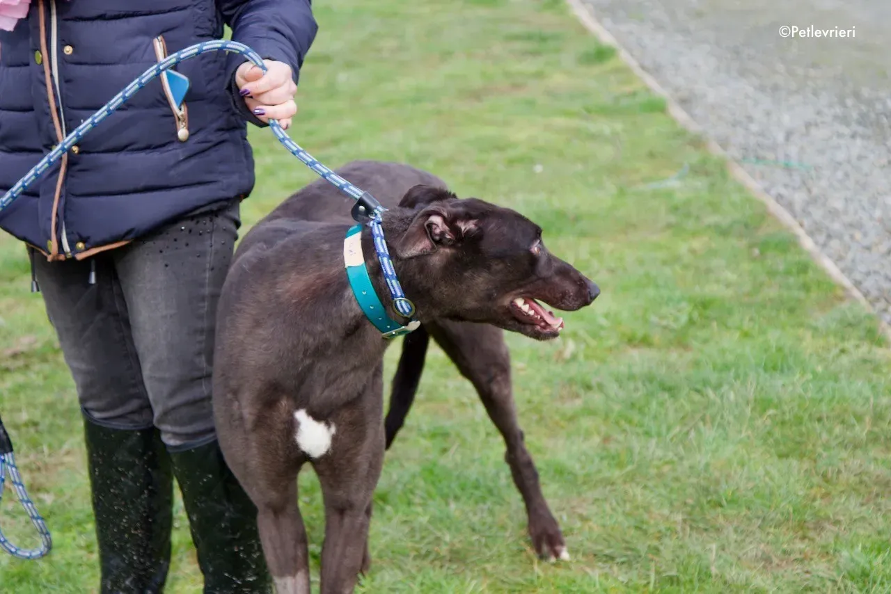 maxi adozione levrieri greyhound 3 1