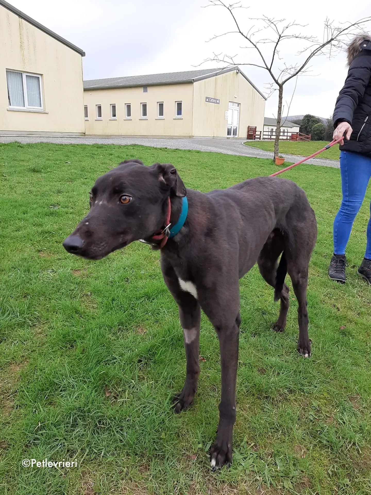 maxi adozione levrieri greyhound 3