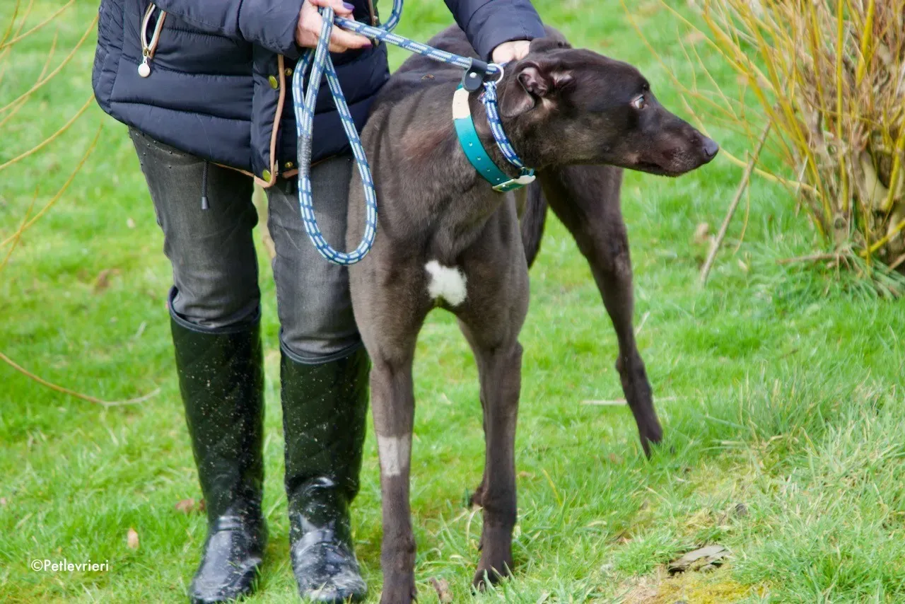 maxi adozione levrieri greyhound 4 1