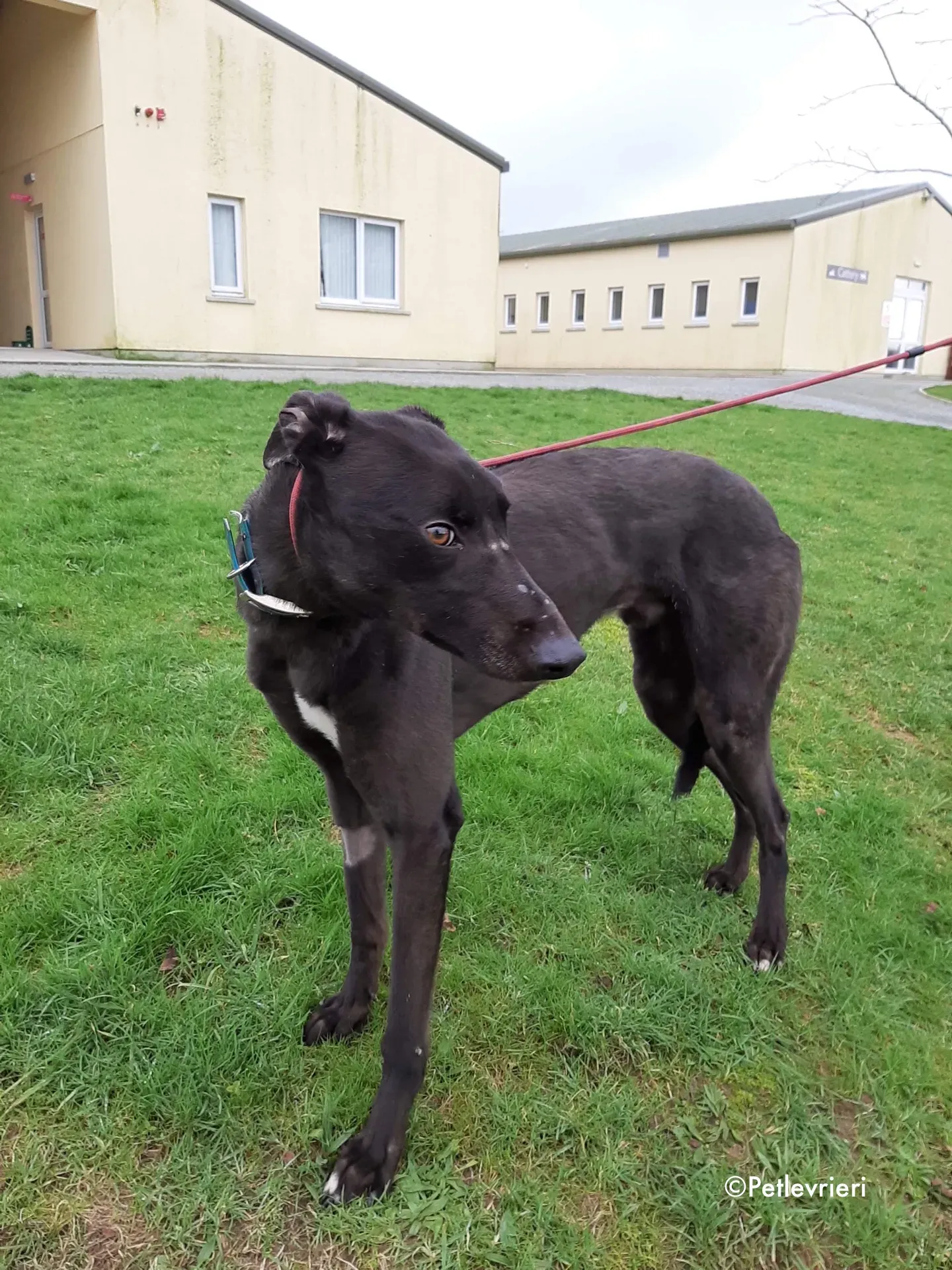 maxi adozione levrieri greyhound 4