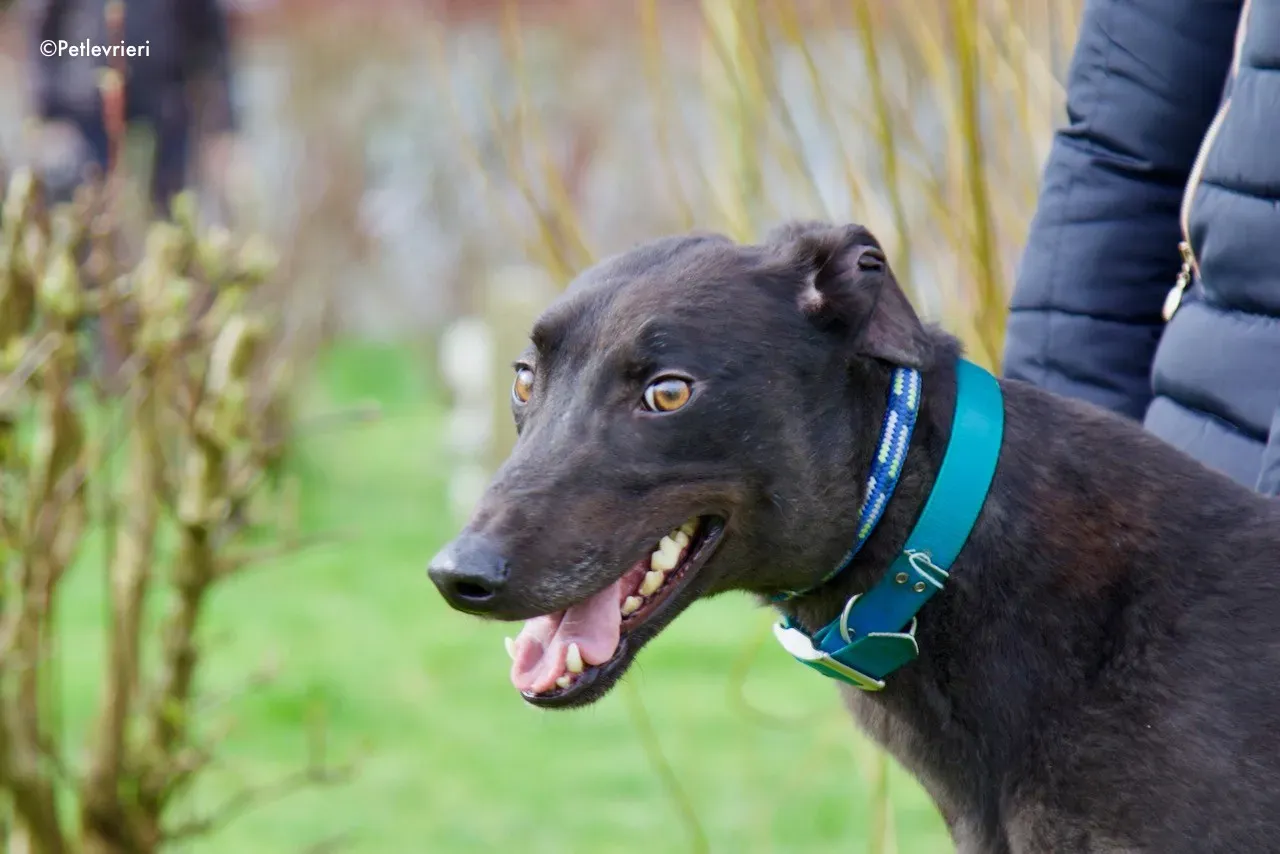 maxi adozione levrieri greyhound 5 1