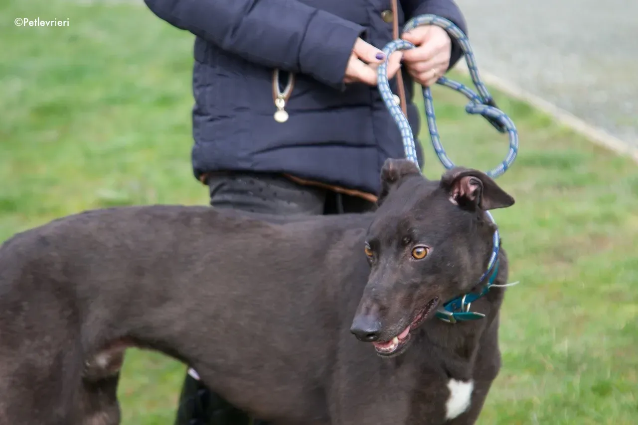 maxi adozione levrieri greyhound 6 1