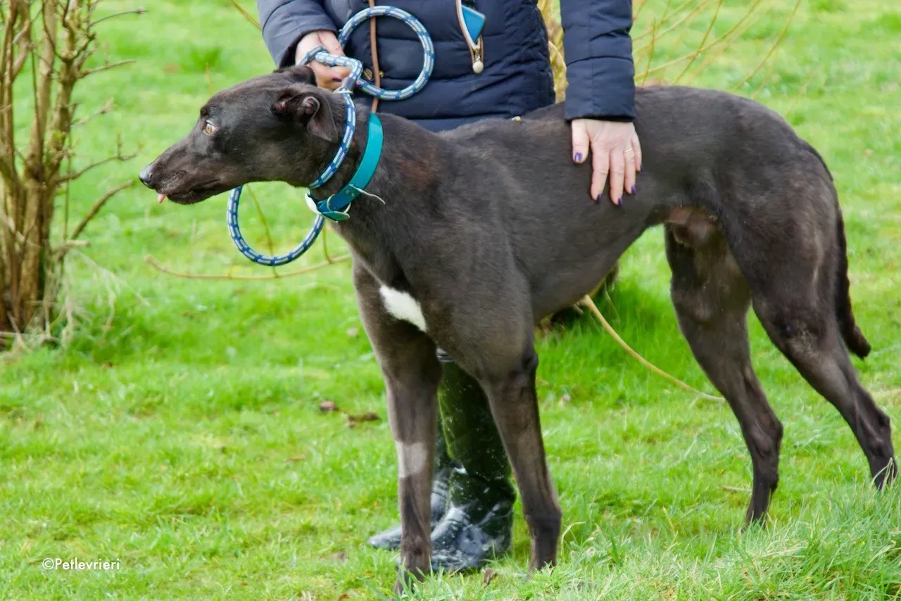 maxi adozione levrieri greyhound 7 1