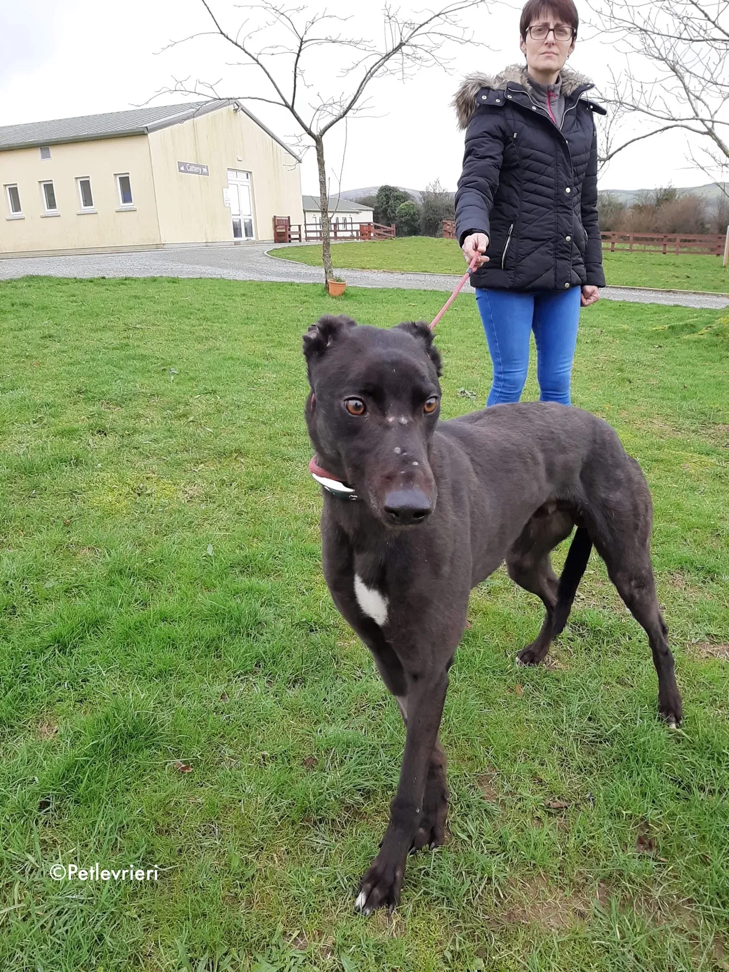 maxi adozione levrieri greyhound 7