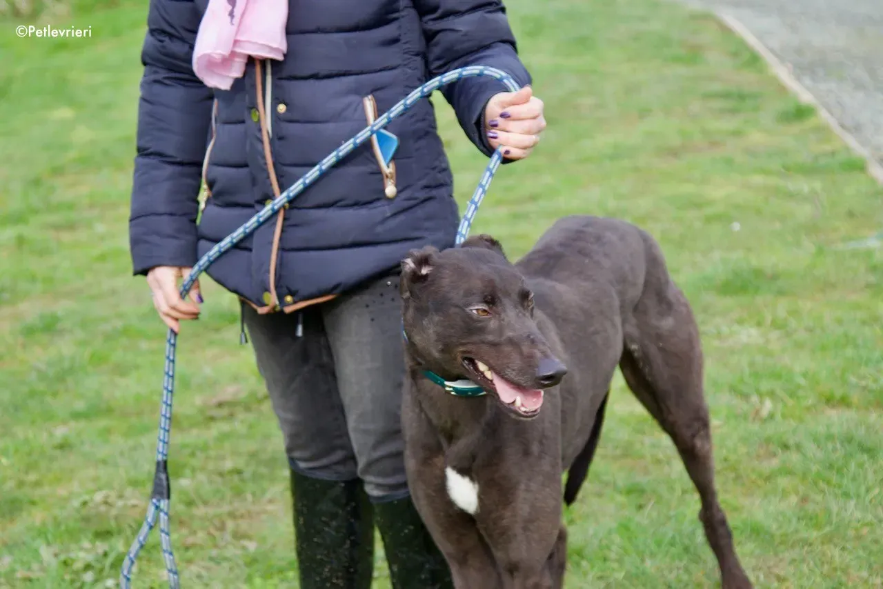 maxi adozione levrieri greyhound 8 1