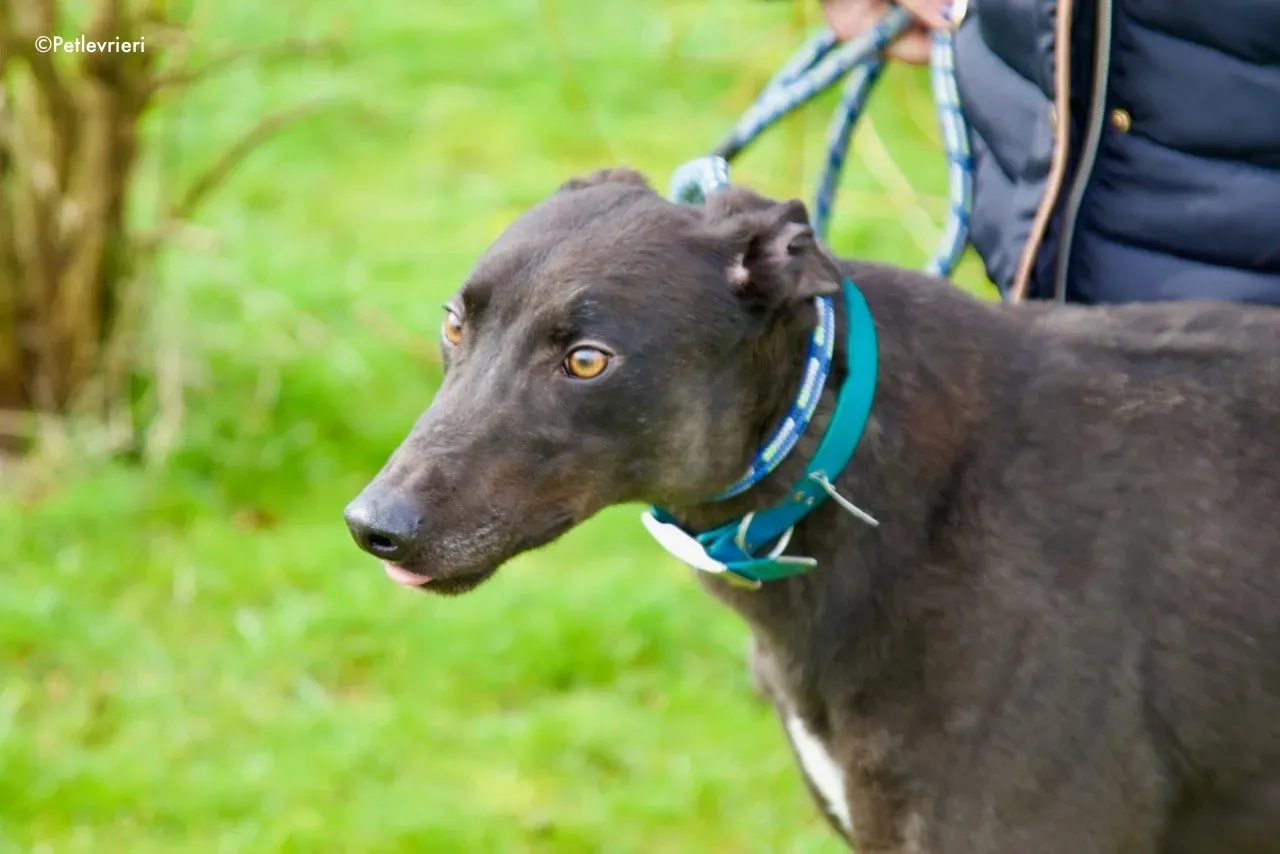 maxi adozione levrieri greyhound 9 1