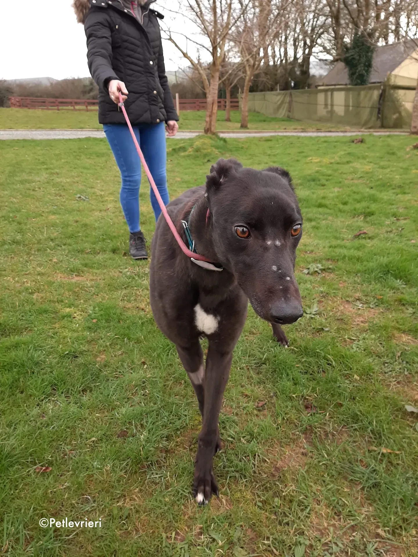 maxi adozione levrieri greyhound 9