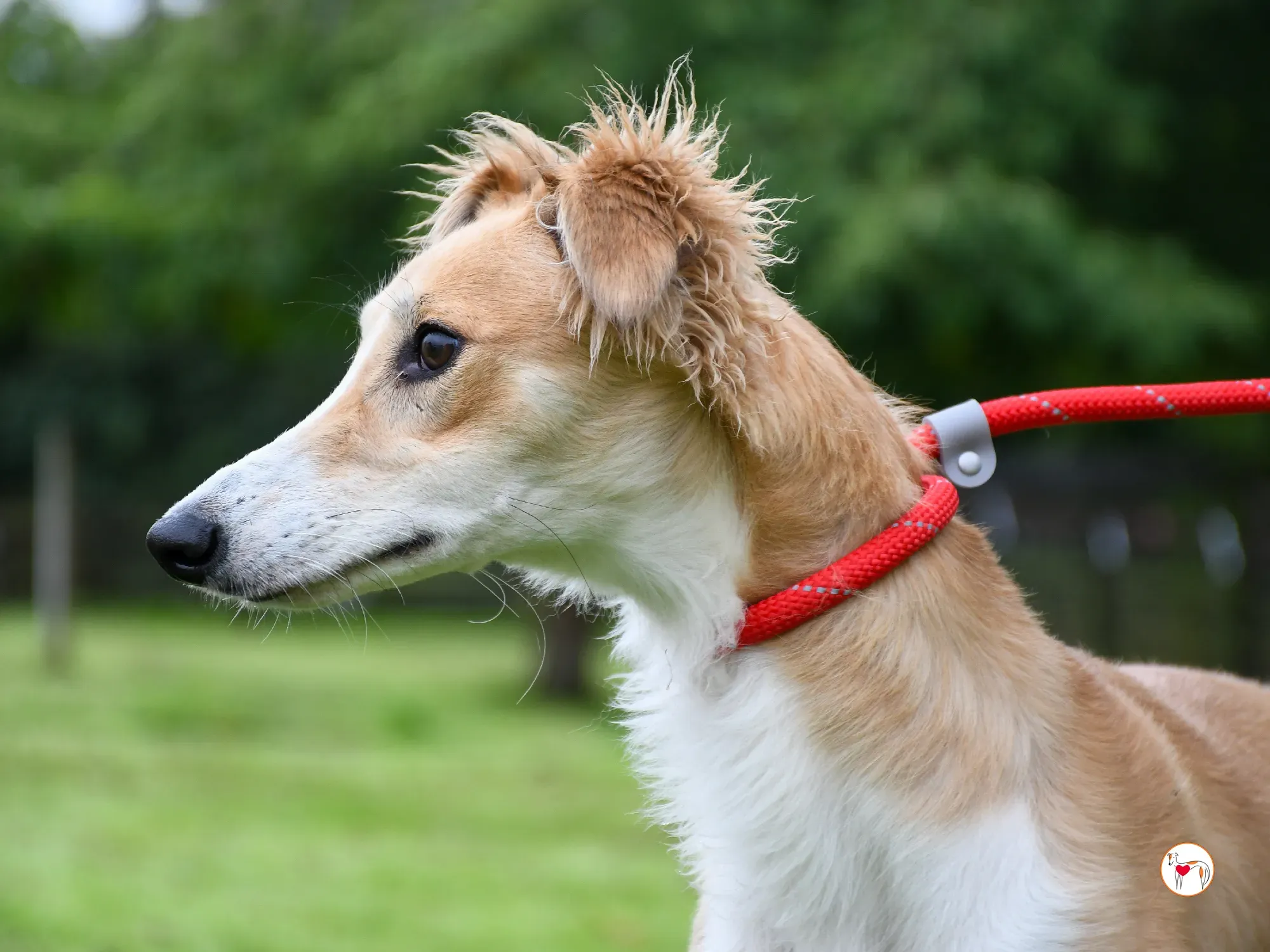 maya grey adozione 01