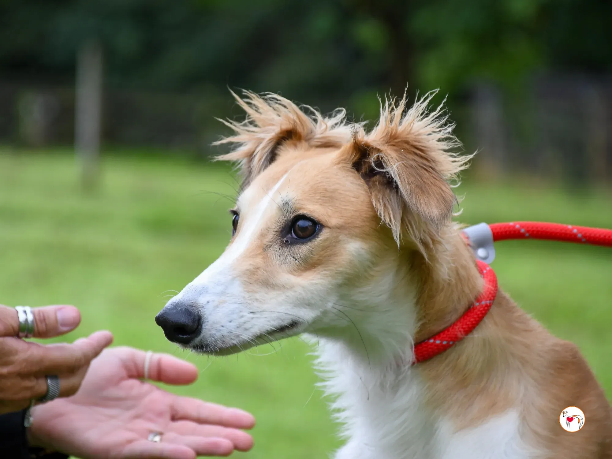 maya grey adozione 02