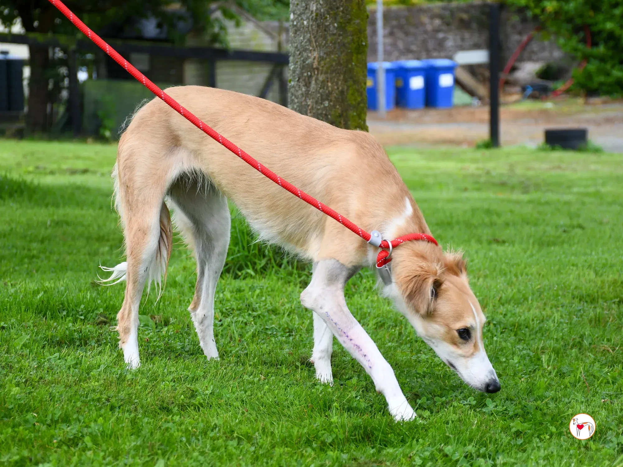 maya grey adozione 03