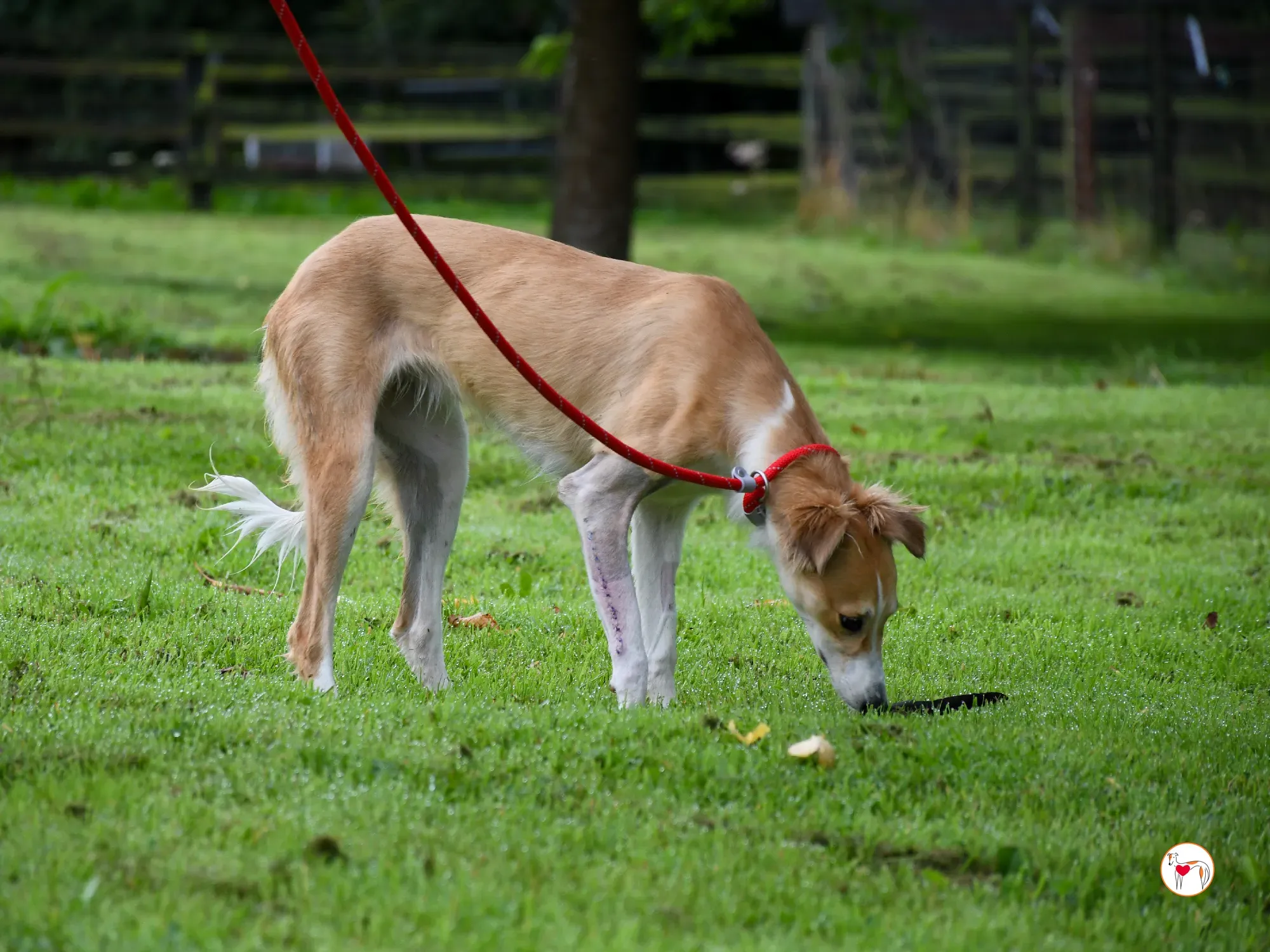 maya grey adozione 04