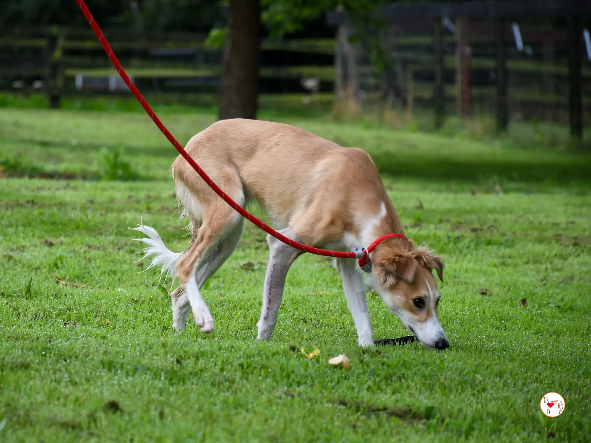 maya grey adozione 05