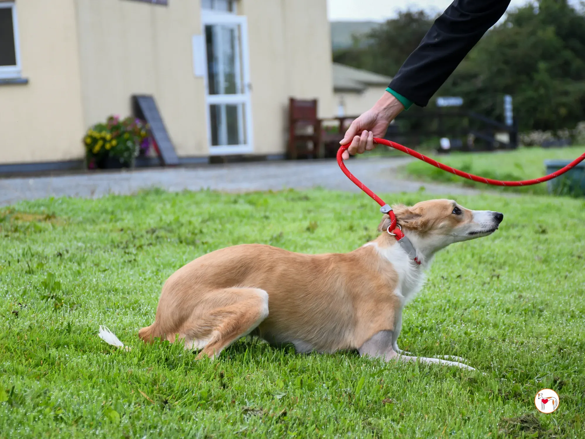 maya grey adozione 06