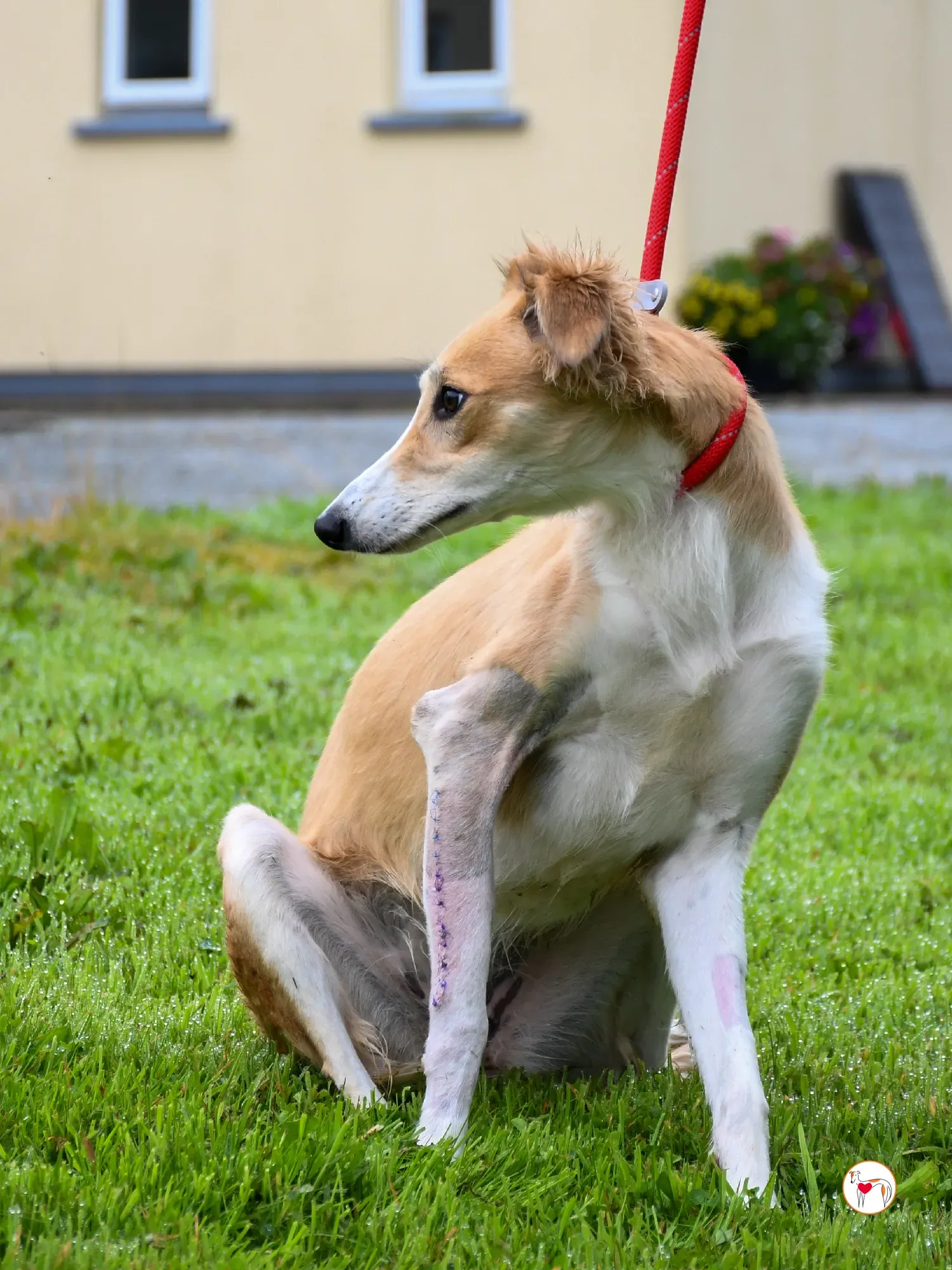 maya grey adozione 07