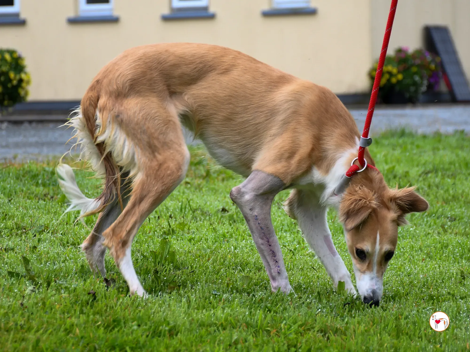 maya grey adozione 08