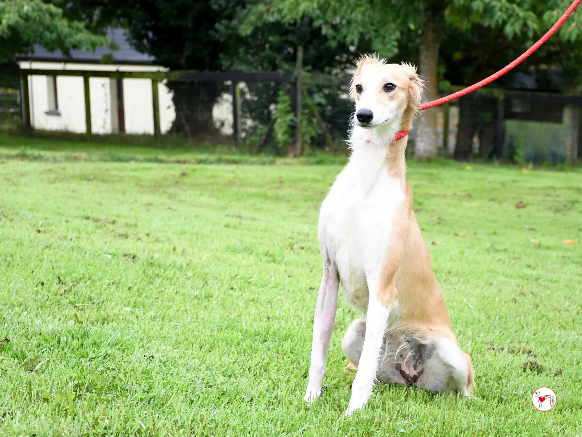 maya grey adozione 09