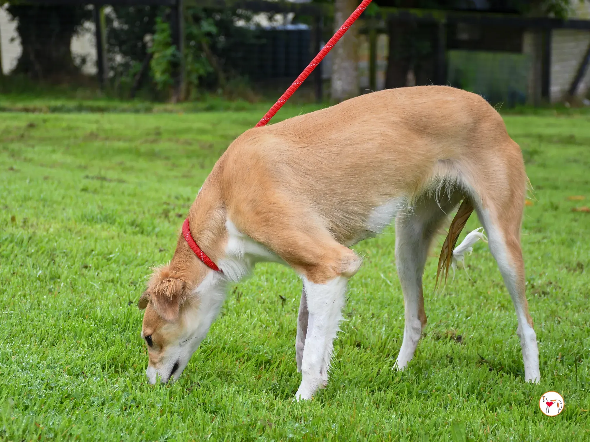 maya grey adozione 10