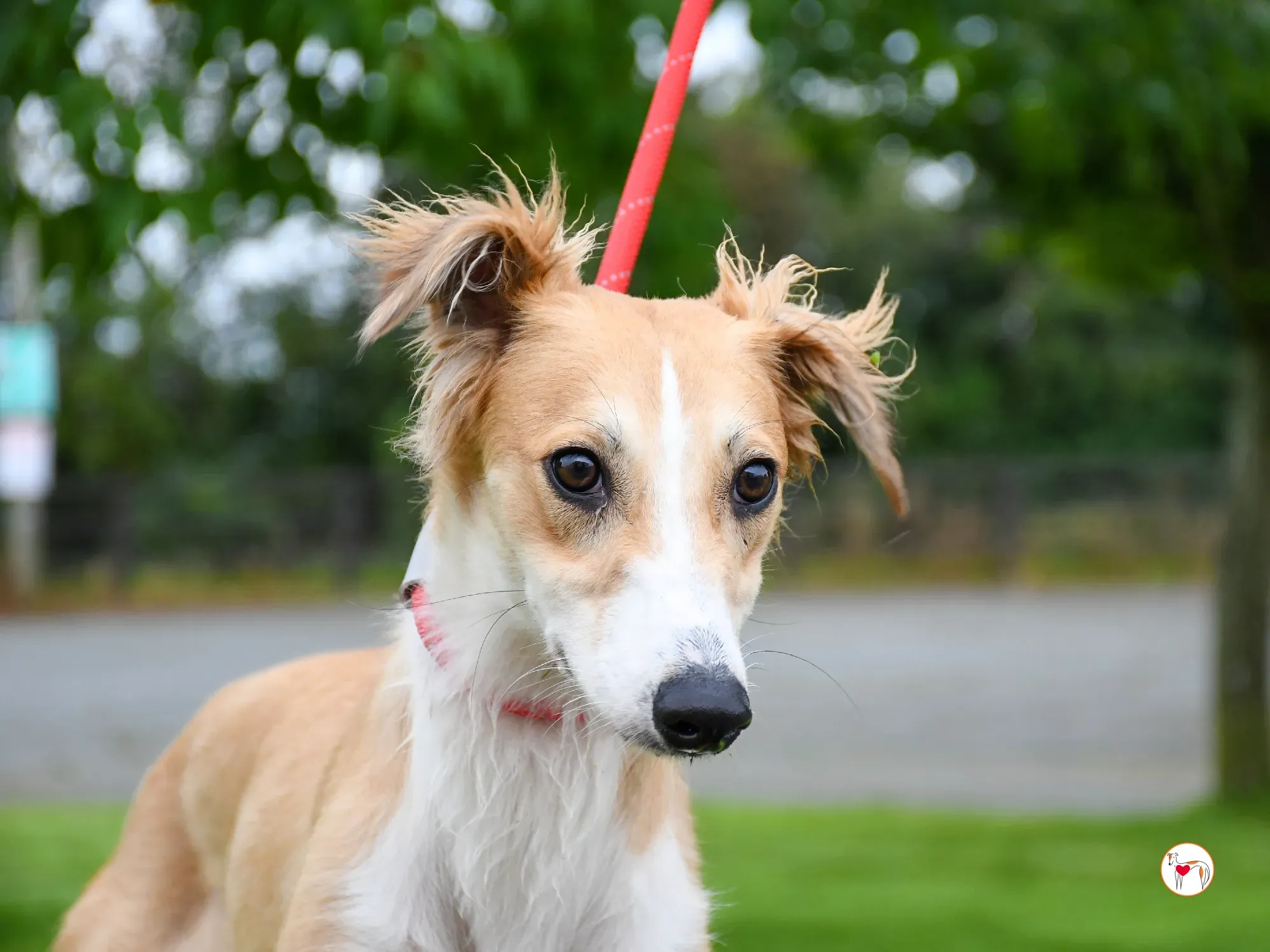 maya grey adozione 11