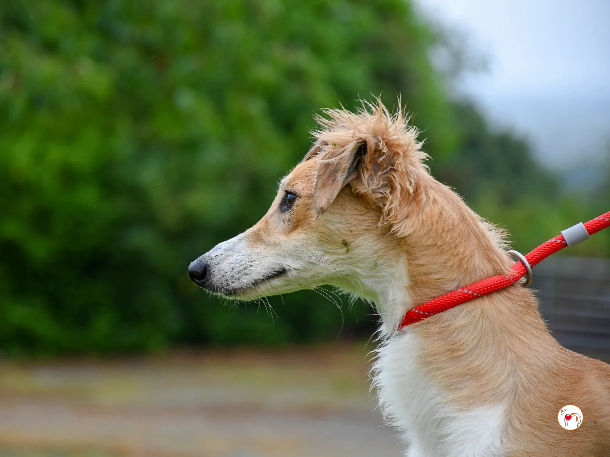 maya grey adozione 12