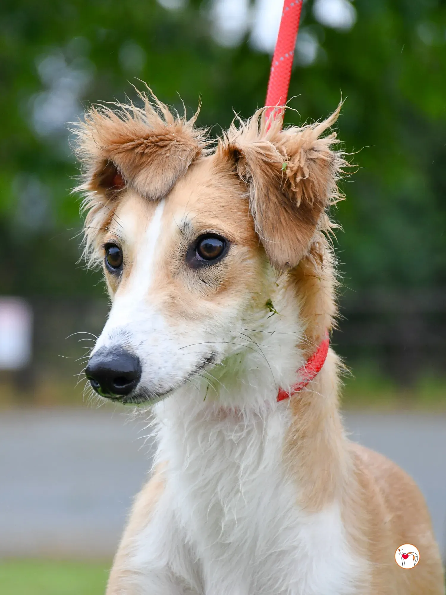 maya grey adozione 13