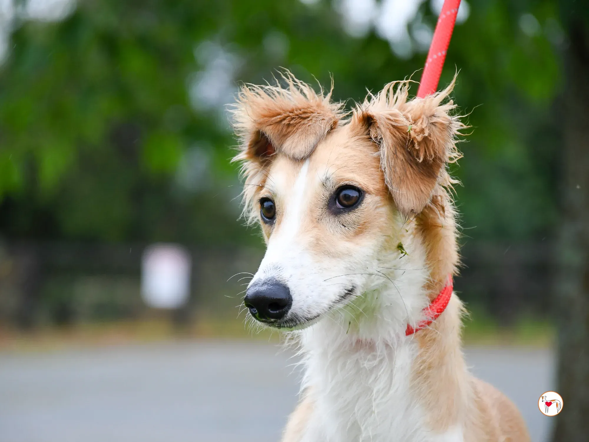 maya grey adozione 14