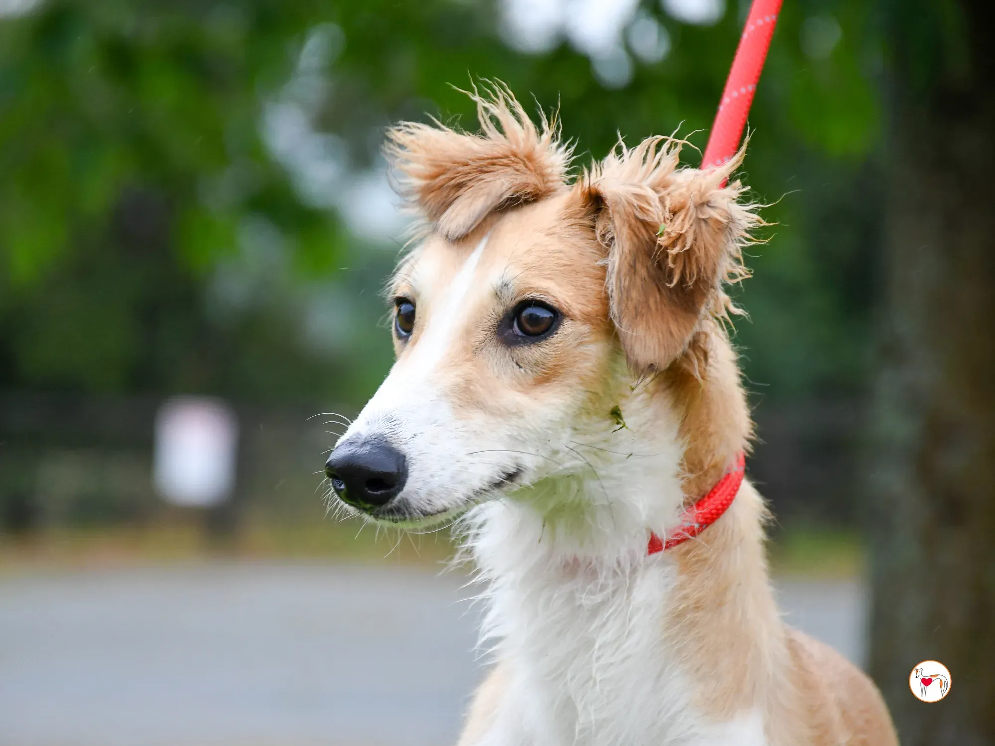 maya grey adozione 15