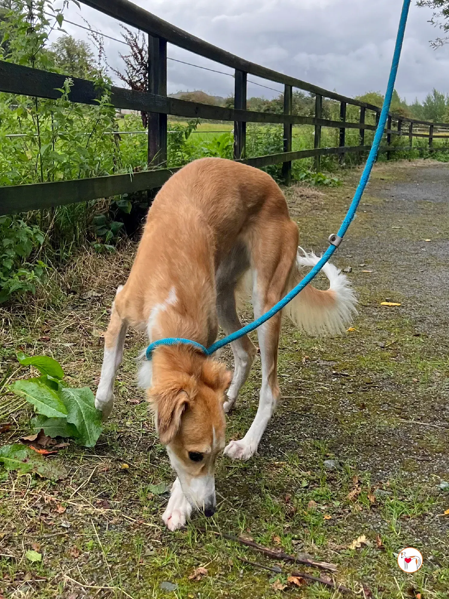 maya grey adozione 16