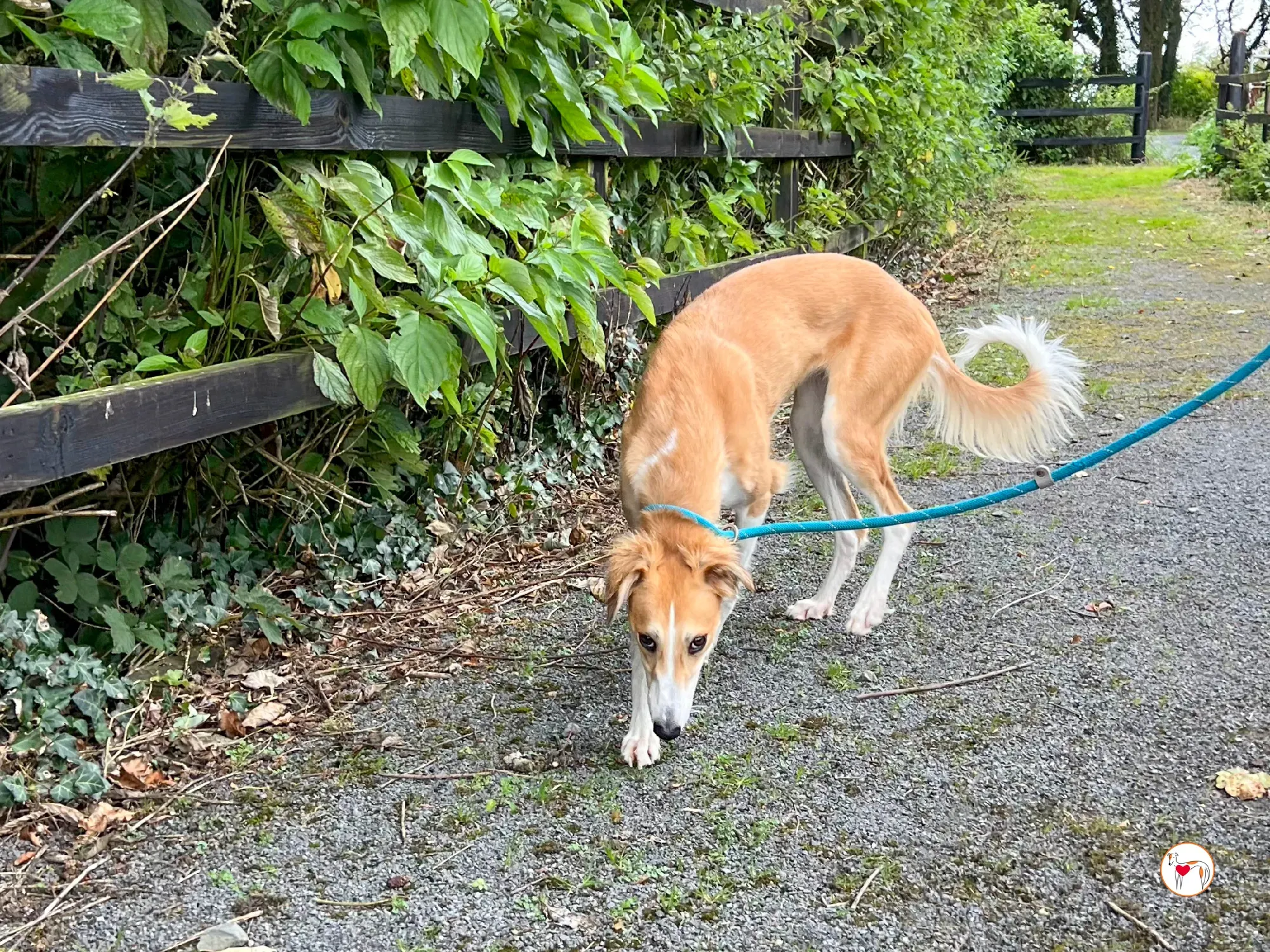 maya grey adozione 17