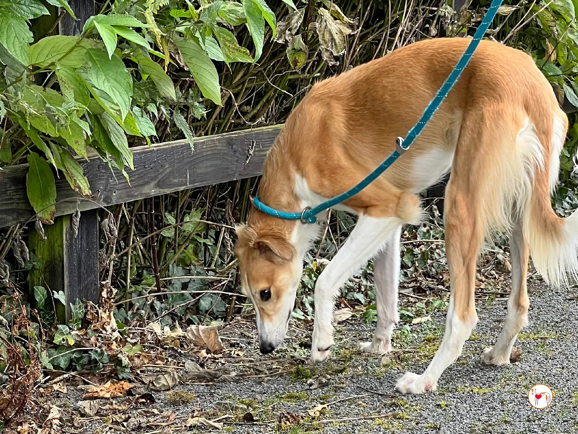 maya grey adozione 18