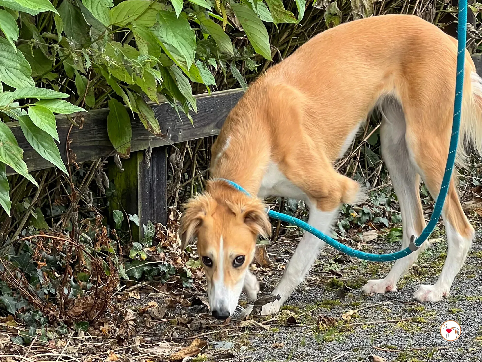 maya grey adozione 19