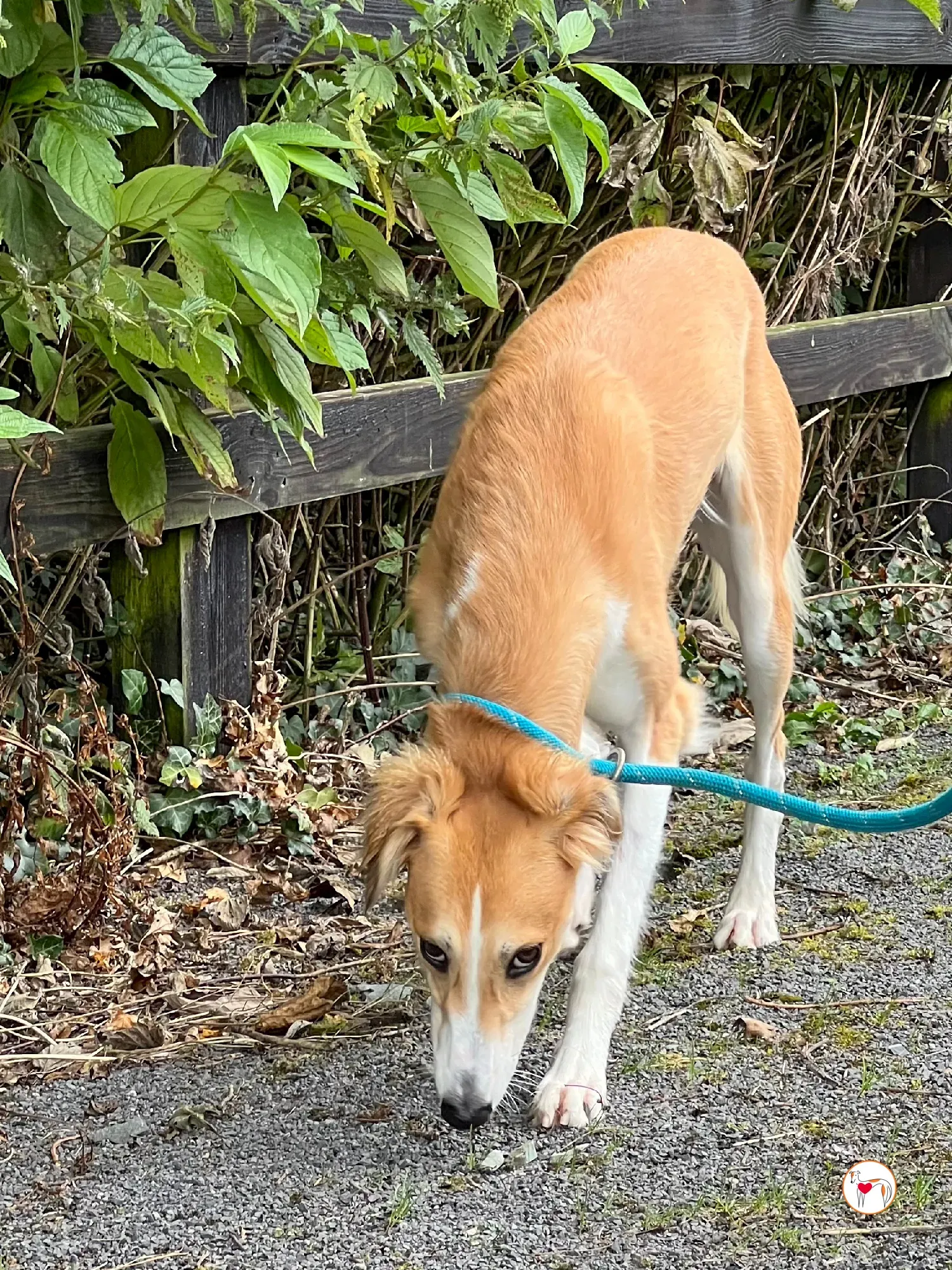 maya grey adozione 20