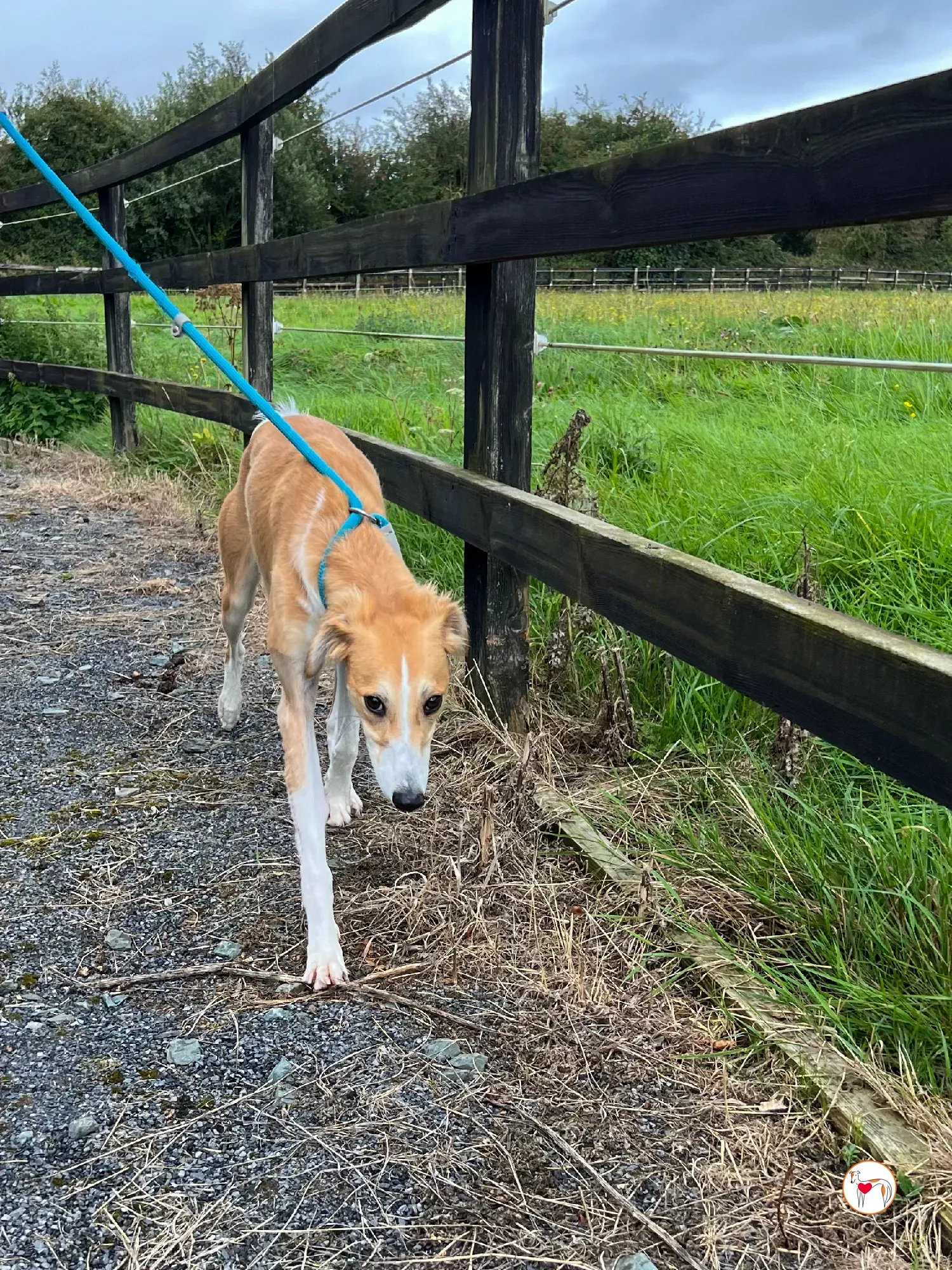 maya grey adozione 21