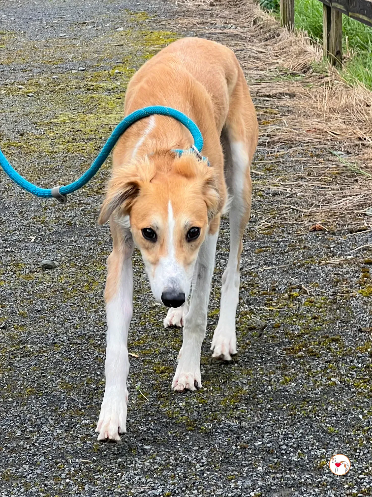 maya grey adozione 22