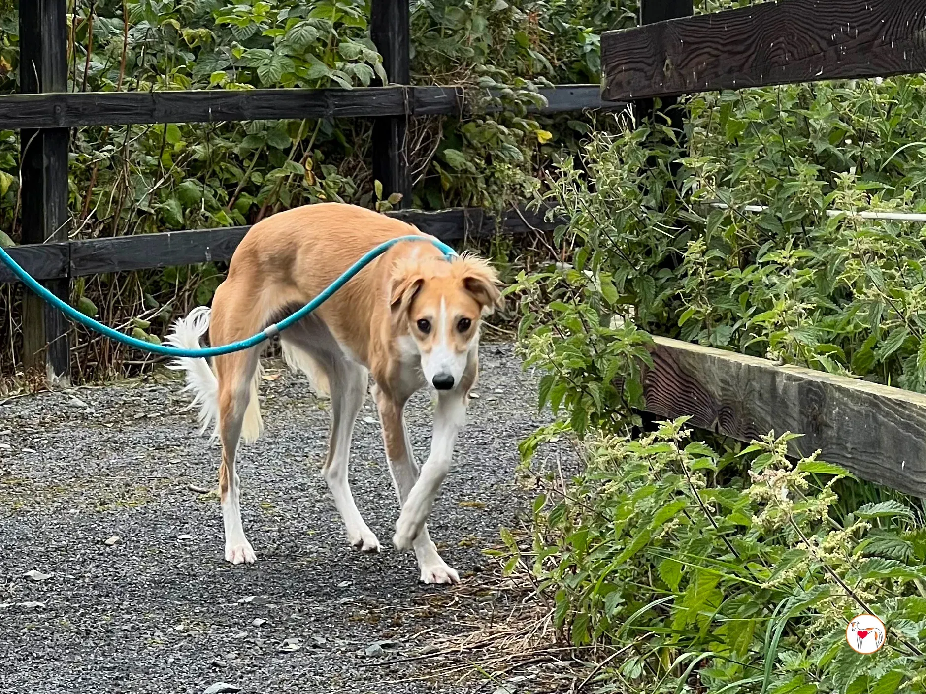 maya grey adozione 23