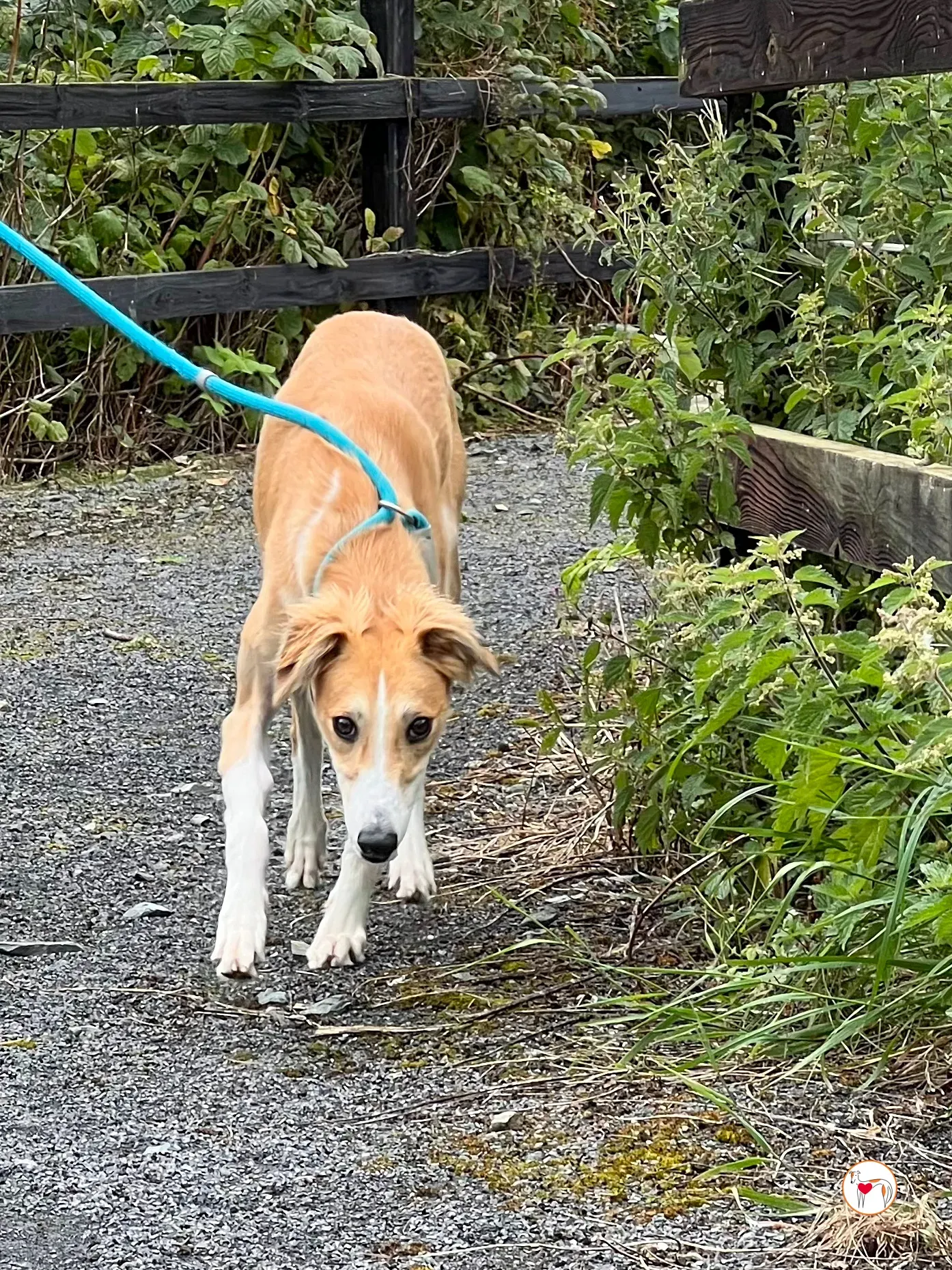 maya grey adozione 24