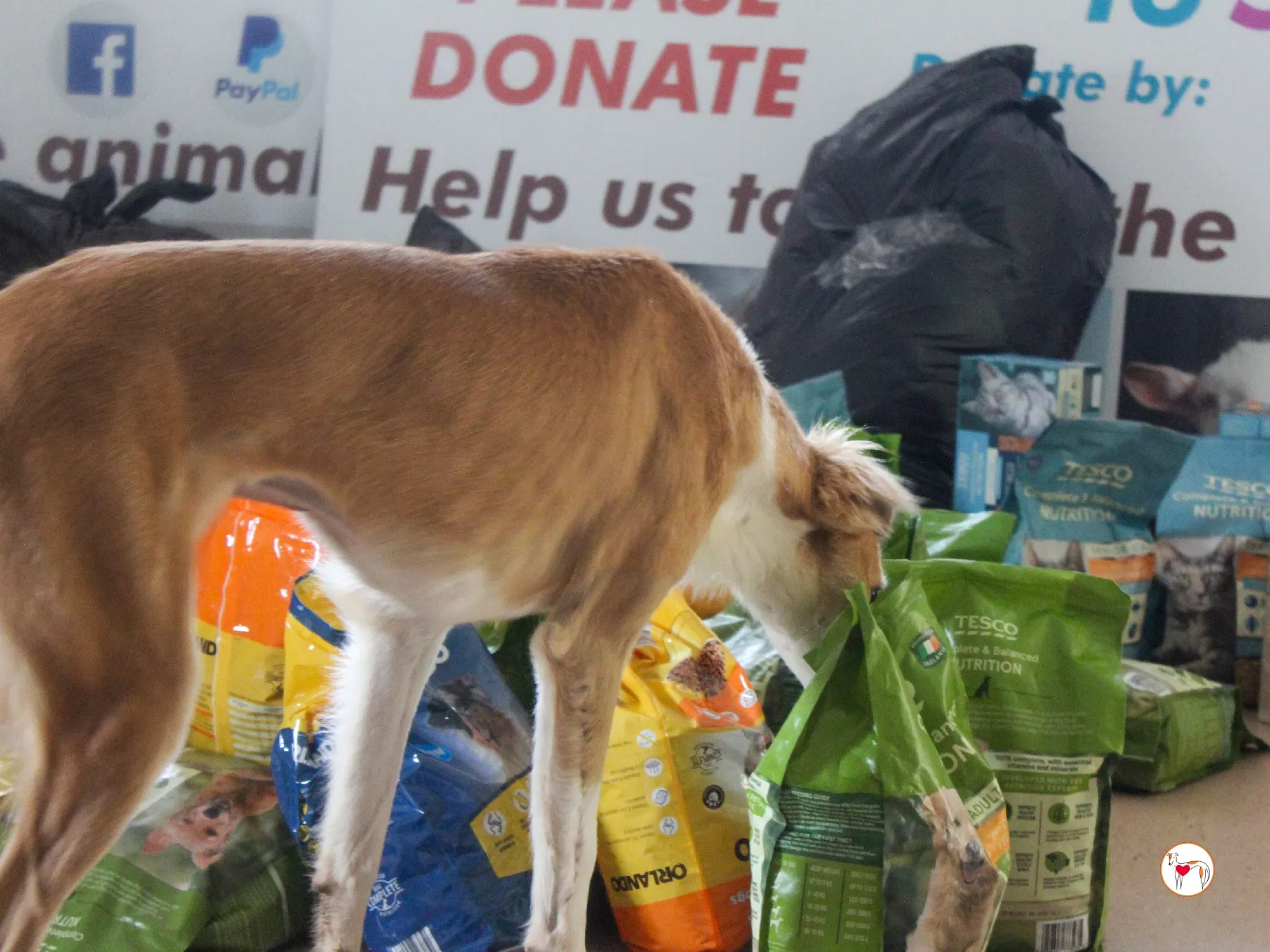 maya grey adozione 37