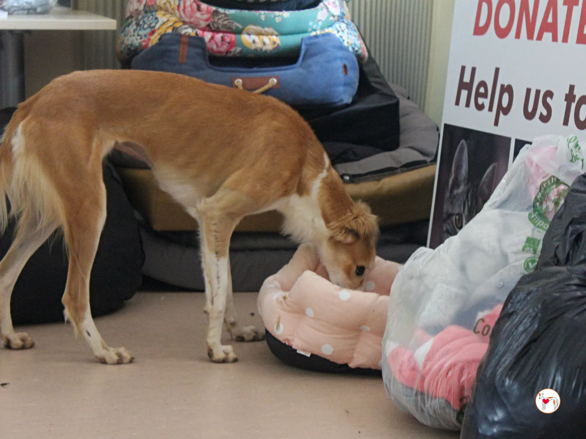 maya grey adozione 38