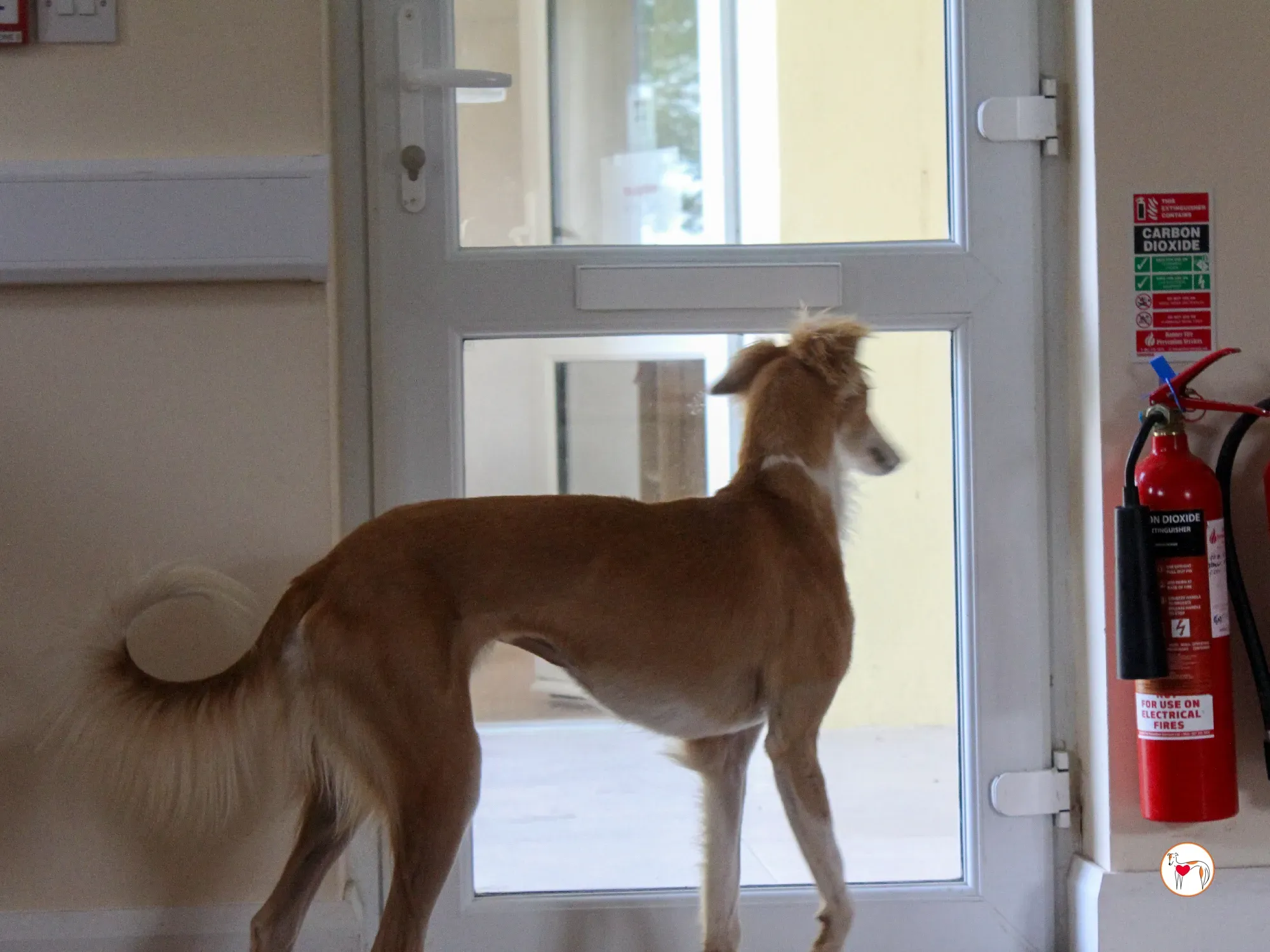 maya grey adozione 39