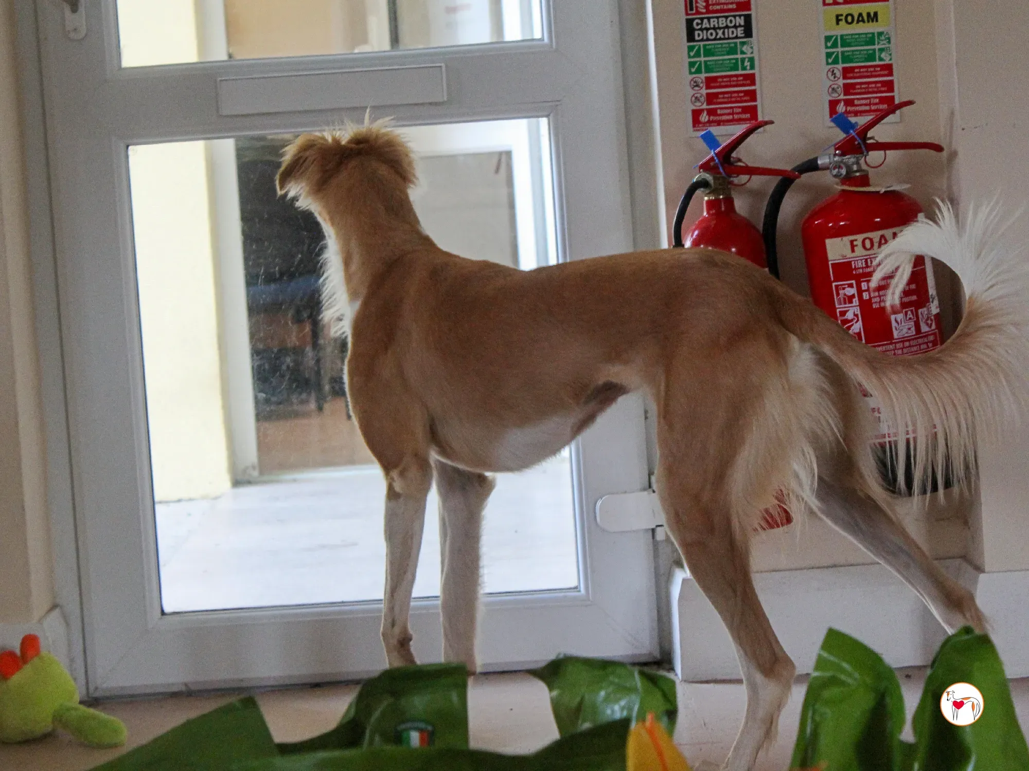 maya grey adozione 40