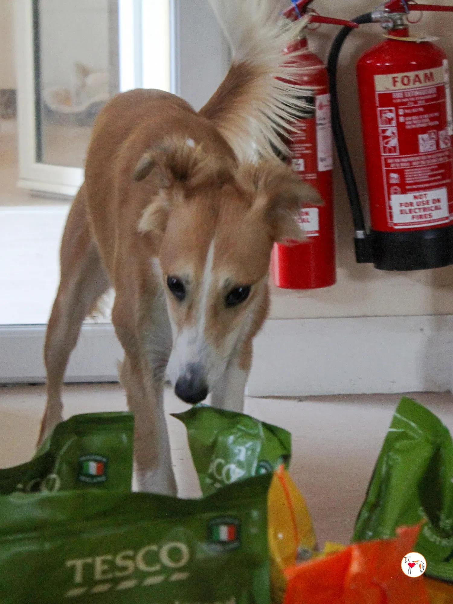 maya grey adozione 41