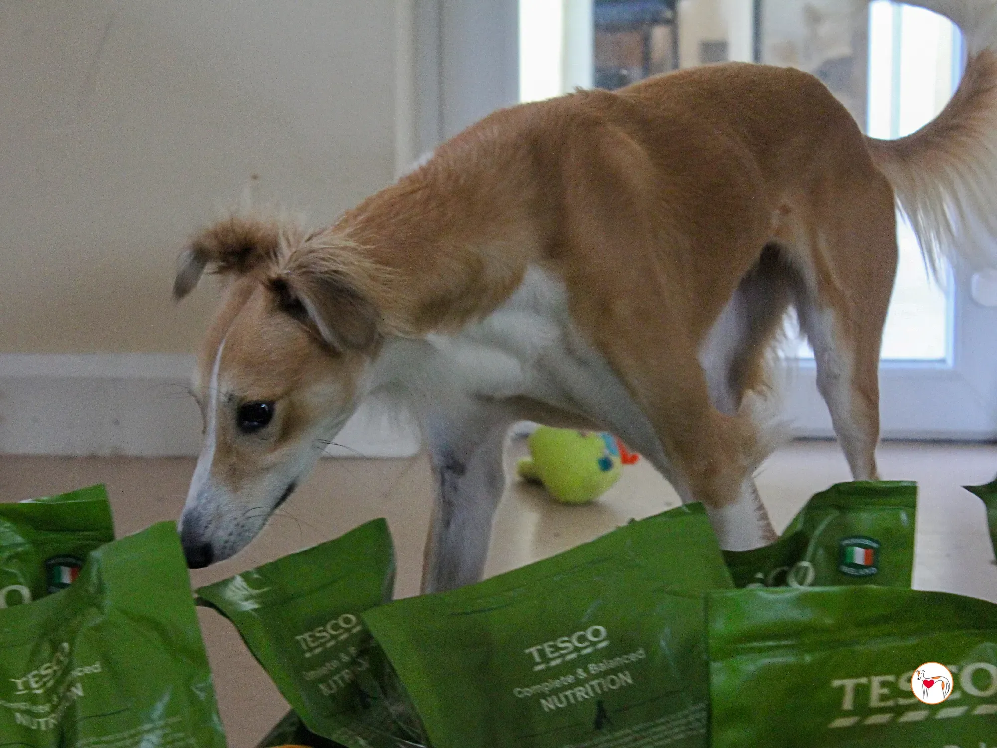 maya grey adozione 42